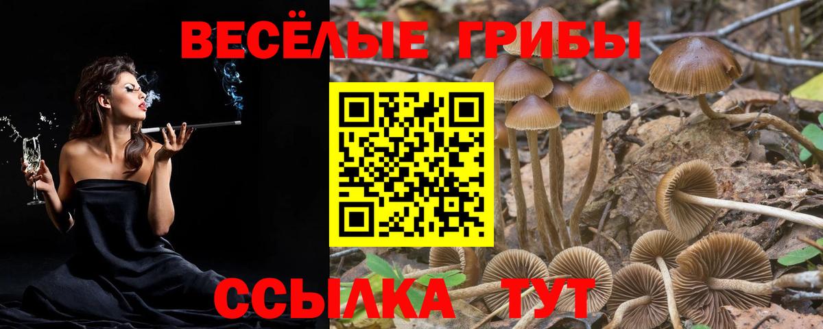 Галлюциногенные грибы Psilocybine cubensis Людиново